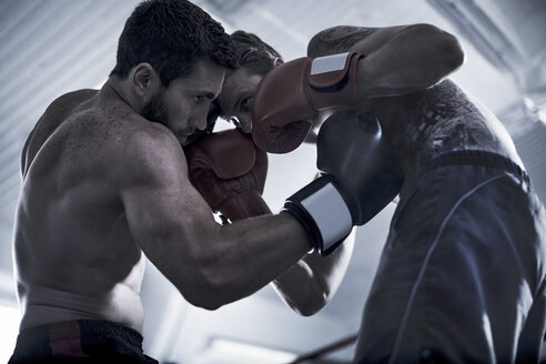 Zwei Boxer kämpfen im Ring - ZEF002512