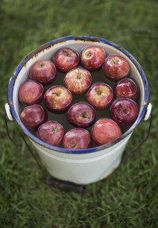 Äpfel im Eimer mit Wasser im Garten - ZEF002829