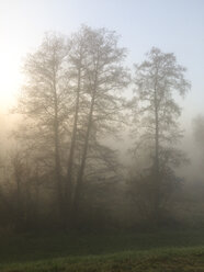 bäume im Nebel bei Sonnenaufgang - HCF000097