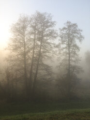 trees in mist at sunrise - HCF000097