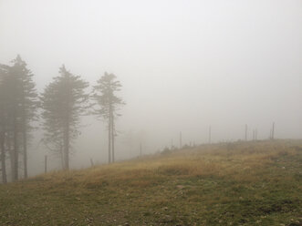 bäume im Nebel - HCF000098