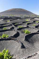 Spain, Canary Islands, Lanzarote, La Geria, view to wine-growing district at Volcanic landscape - AMF003426