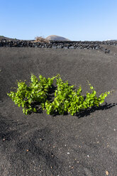 Spain, Canary Islands, Lanzarote, La Geria, grape vines at Volcanic landscape - AMF003428
