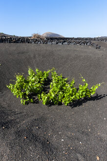 Spanien, Kanarische Inseln, Lanzarote, La Geria, Weinreben in vulkanischer Landschaft - AMF003428