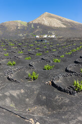 Spain, Canary Islands, Lanzarote, La Geria, viticulture at Volcanic landscape - AMF003429