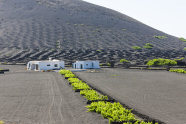 Spanien, Kanarische Inseln, Lanzarote, La Geria, Weinbau in vulkanischer Landschaft - AMF003430