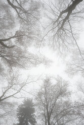 Deutschland, Blick auf Baumkronen im Nebel - EL001412
