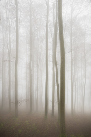 Deutschland, Buchen im Nebel, lizenzfreies Stockfoto