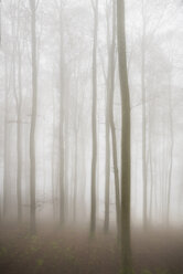 Deutschland, Buchen im Nebel - EL001413
