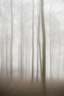 Deutschland, Buchen im Nebel - EL001413