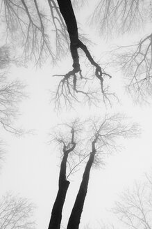 Deutschland, Blick auf kahle Baumkronen im Nebel - EL001414