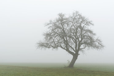 Deutschland, Blick auf entblößten alten Obstbaum im Nebel - EL001415