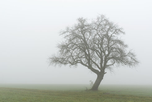 Deutschland, Blick auf entblößten alten Obstbaum im Nebel - EL001415