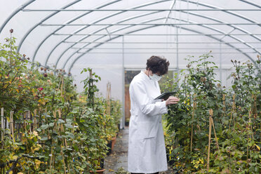 Scientist with digital tablet in greenhouse examining plants - SGF001205