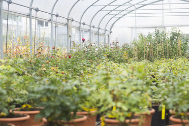 Plants in a greenhouse - SGF001206