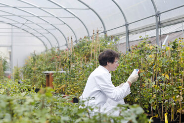 Scientist in greenhouse examining roses - SGF001210