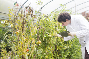 Scientist in greenhouse examining tomatoes - SGF001214