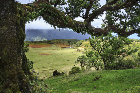 Portugal, Madeira, Lorbeerbaum auf der Fanal-Hochebene - VTF000365