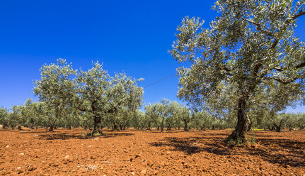 Italky, Sizilien, Provinz Trapani, Campobello Di Mazara, Olivenbäume - AMF003440