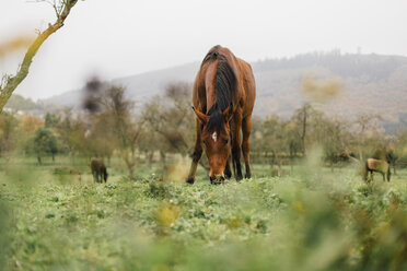 Horses grazing on a meadow - DWF000199