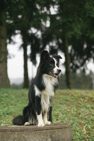 Sitzender Border Collie, lizenzfreies Stockfoto