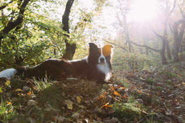 Border Collie liegend auf Waldboden - DWF000205