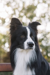 Porträt eines Border Collie - DWF000209