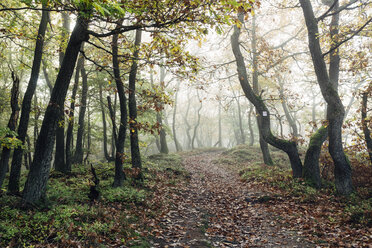 Deutschland, Rheinland-Pfalz, Boppard-Weiler, Herbstlicher Wald im Nebel - DWF000211