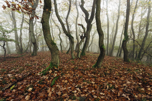 Deutschland, Rheinland-Pfalz, Boppard-Weiler, Herbstlicher Wald im Nebel - DWF000212