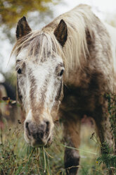Porträt eines grasenden Ponys - DWF000213