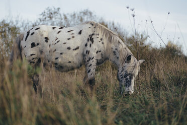 Knabstrupper horse grazing on a pasture - DWF000215