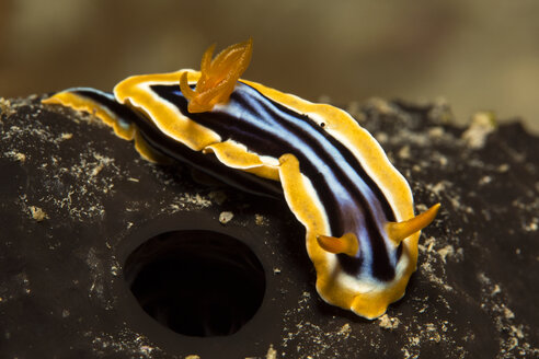 Egypt, Red Sea, Pyjama slug, Chromodoris quadricolor - YRF000065