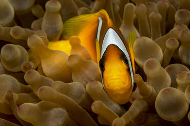 Egypt, Red Sea, Red Sea anemonefish, Amphiprion bicinctus, between coral - YRF000066