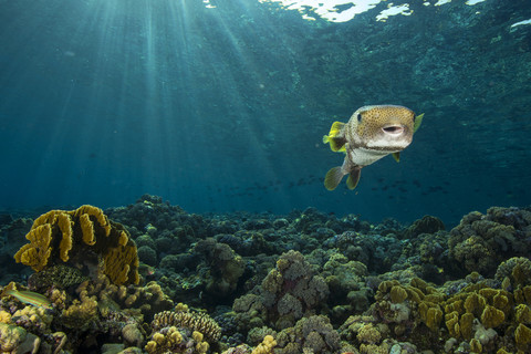 Ägypten, Rotes Meer, Sternkugelfisch, Arothron stellatus, lizenzfreies Stockfoto