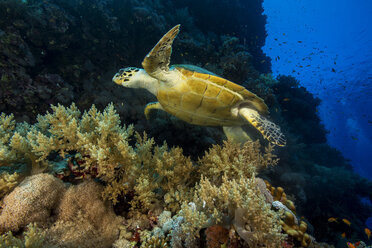 Ägypten, Rotes Meer, schwimmende Echte Karettschildkröte, Eretmochelys imbricata - YRF000069