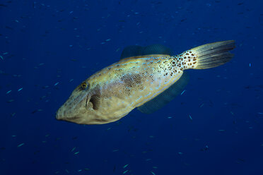 Ägypten, Rotes Meer, Gekritzelter Lederumschlag, Aluterus scriptus, vor dunkelblauem Hintergrund - YRF000070