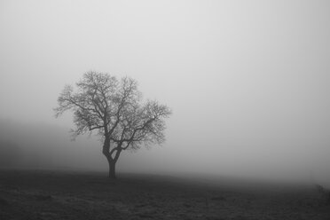 Belgium, High Fens, view to bared tree in the fog - HLF000812