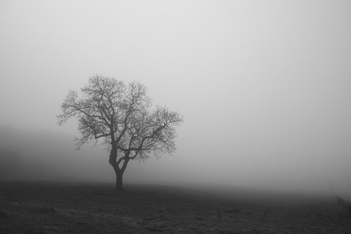 Belgien, Hohes Venn, Blick auf kahlen Baum im Nebel - HLF000812