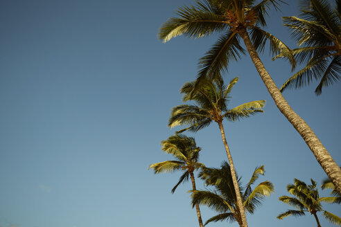 USA, Hawaii, Blick auf Palmen vor blauem Himmel - STKF001097