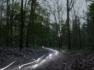 Lichtspuren in einem Wald in der Abenddämmerung - STKF001081