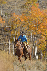 USA, Wyoming, Big Horn Mountains, reitender Cowboy im Herbst - RUEF001329