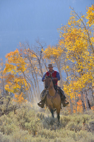 USA, Wyoming, Big Horn Mountains, reitender Cowboy im Herbst, lizenzfreies Stockfoto