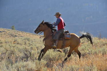 USA, Wyoming, Big Horn Mountains, reitender Cowboy im Herbst - RUEF001315