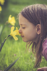 Little girl smelling at daffodil, Narcissus pseudonarcissus - SARF001171