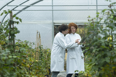 Two female scientists with digital tablet controlling plants in a greenhouse - SGF001215