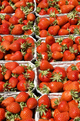 Rows of boxes with strawberries - JEDF000202