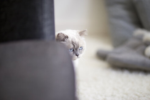 Langhaarkatze versteckt sich hinter einer Couch - NNF000067