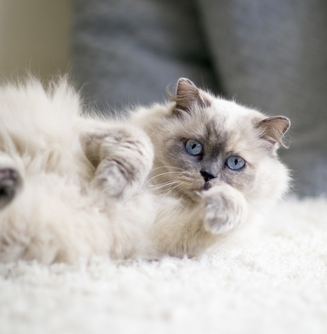 Porträt einer langhaarigen Katze mit blauen Augen, die auf einem Teppich liegt, lizenzfreies Stockfoto