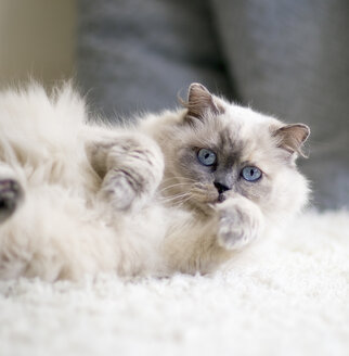 Porträt einer langhaarigen Katze mit blauen Augen, die auf einem Teppich liegt - NNF000070