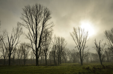 Germany, North Rhine-Westphalia, Neuss, mystical atmosphere at nature reserve - GUFF000074